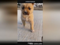可爱狗狗视频,狗狗视频里的欢乐时光